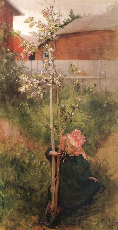 Carl Larsson Apple Blossoms Germany oil painting art